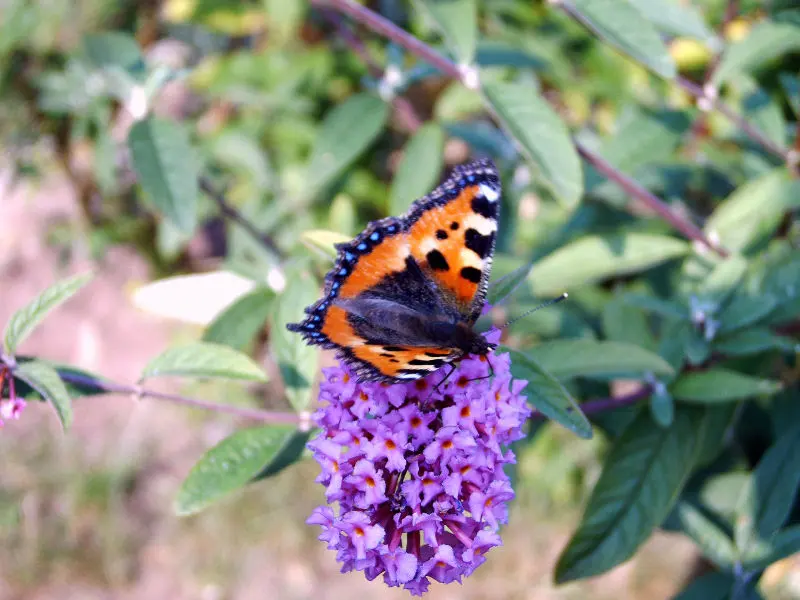 Schmetterling